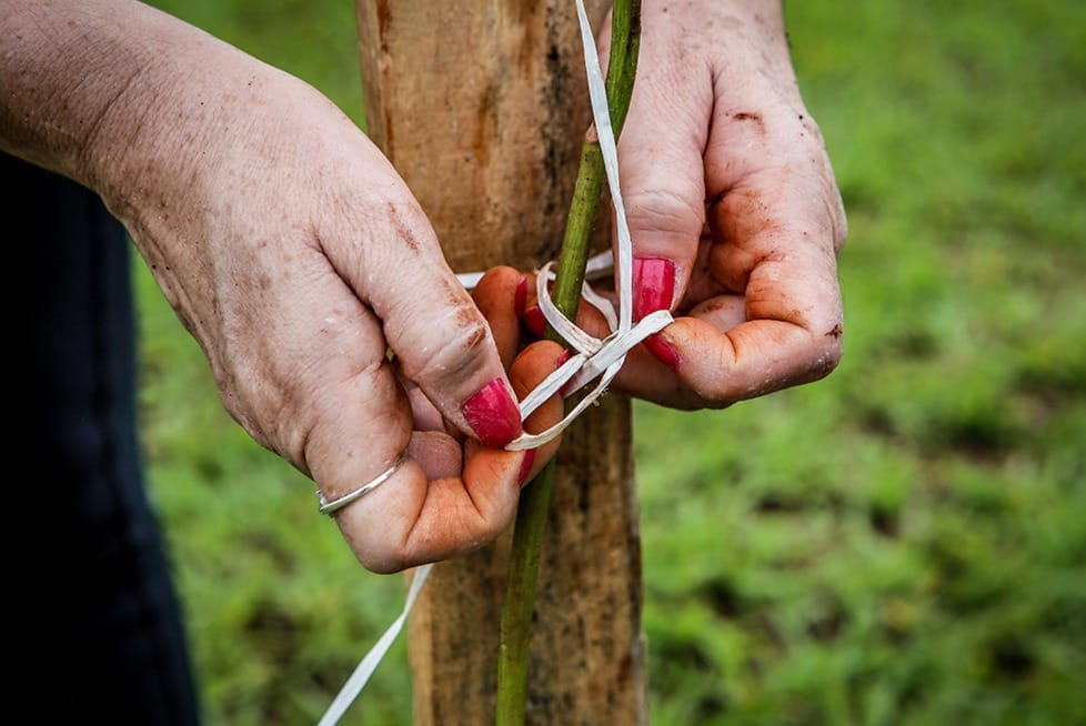 Plantio de mudas de árvores ArboreSer | Crédito: Lidia Muradás