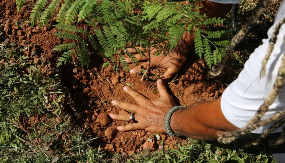 Plantação de mudas de árvores | Crédito: Divulgação